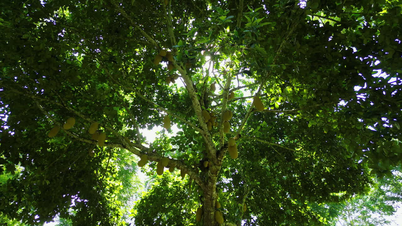 pov filmado caminando bajo un árbol frutal de jaca, un día soleado en são tomé y príncipe