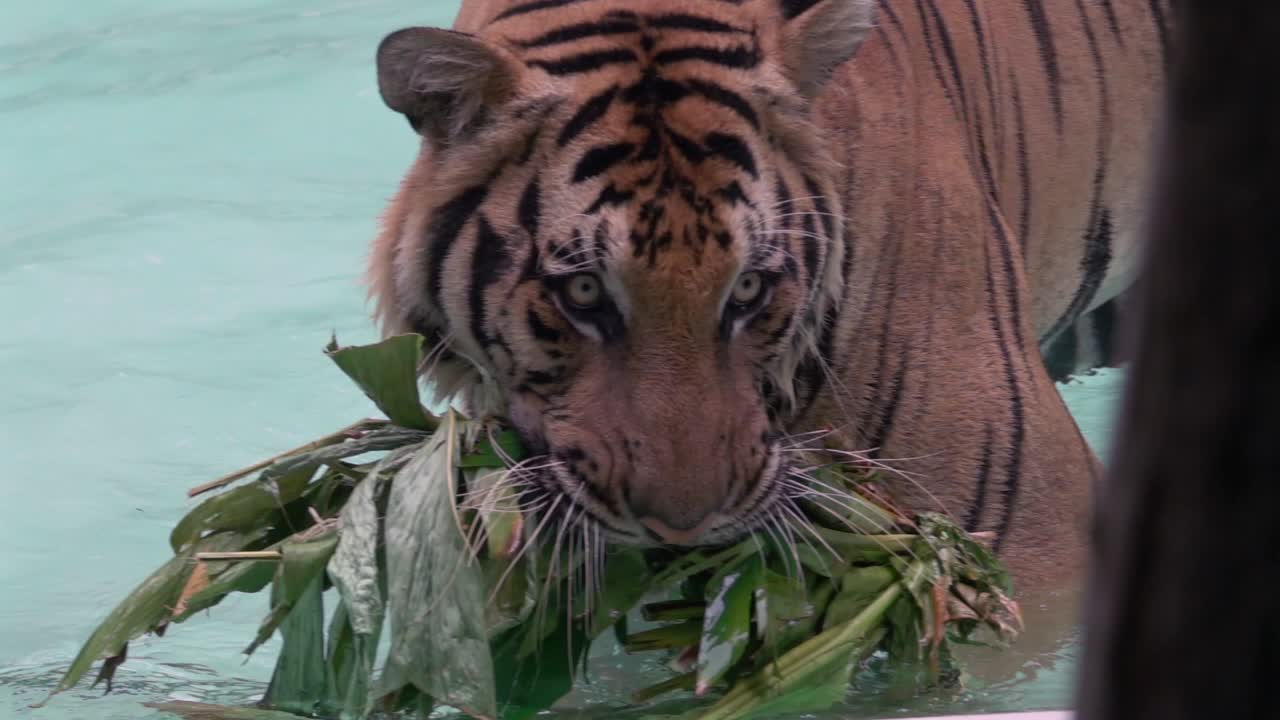 A tiger casually walks through a pool after carrying leaves. Filmed in slow motion
