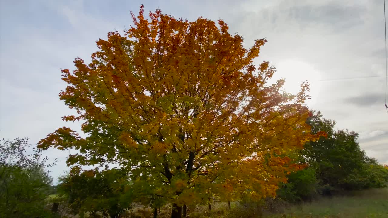 árbol grande con hojas marrones en colores otoñales, órbita lenta