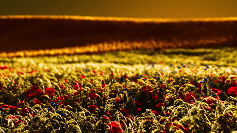 beautiful poppy field during sunrise