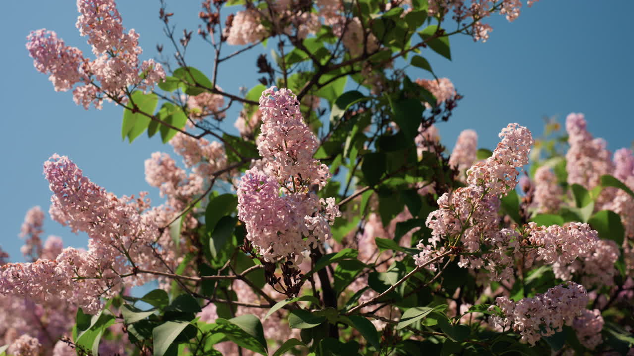 close-up pink lilac branches against sky, detailed clusters of petals backlit by clear blue sky, nectar rich blossoms suggesting pollination, pastel hues and crisp texture, versatile use for florist