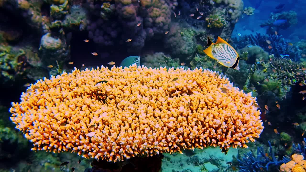 Ecosistema vivace di barriera corallina con varie specie di pesci nel mondo sottomarino