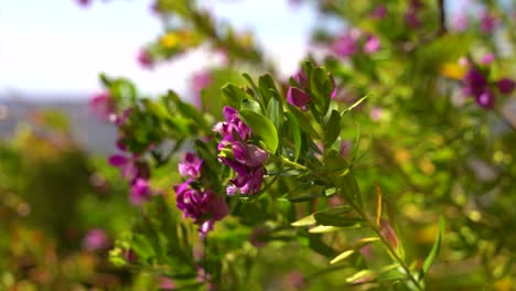 vista de cerca de la vibrante flor morada ondeando suavemente en el viento