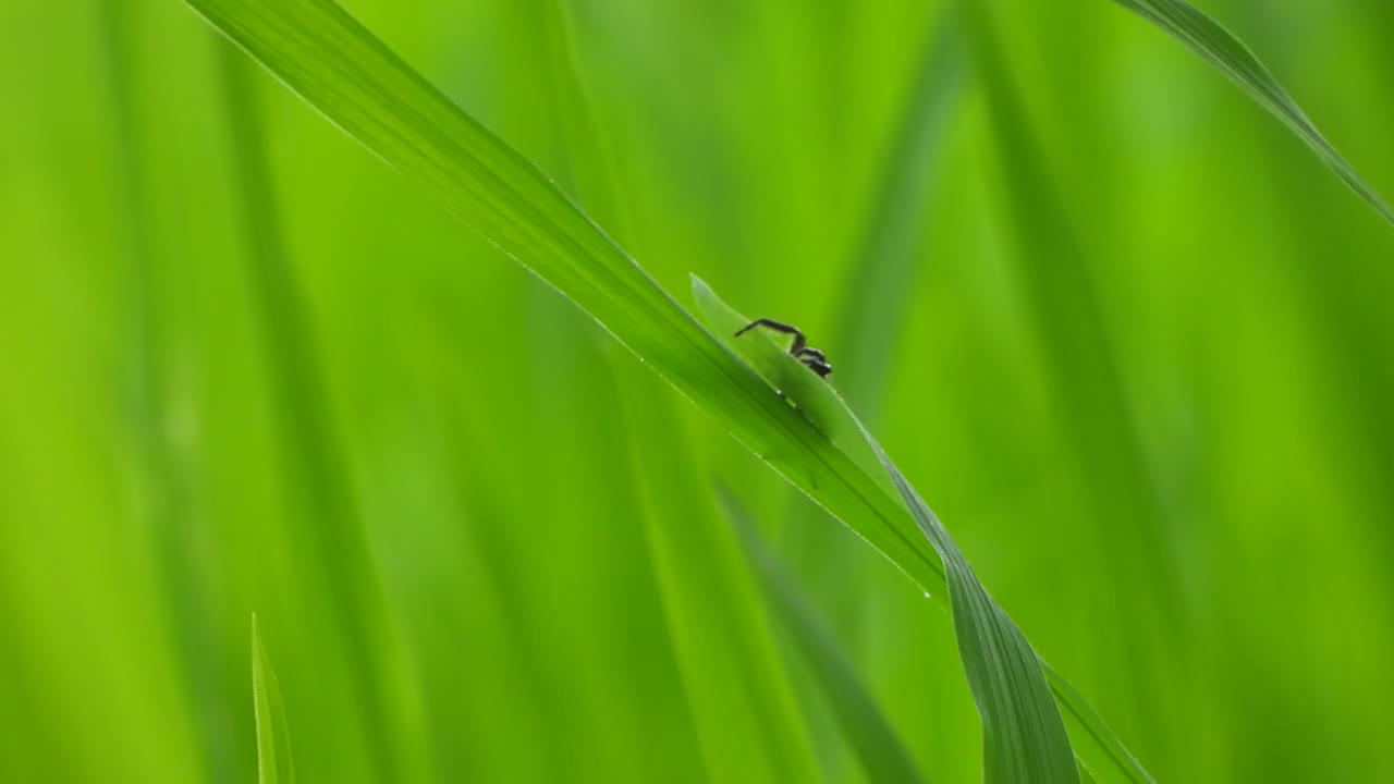 araña en la hierba verde - hierba de arroz