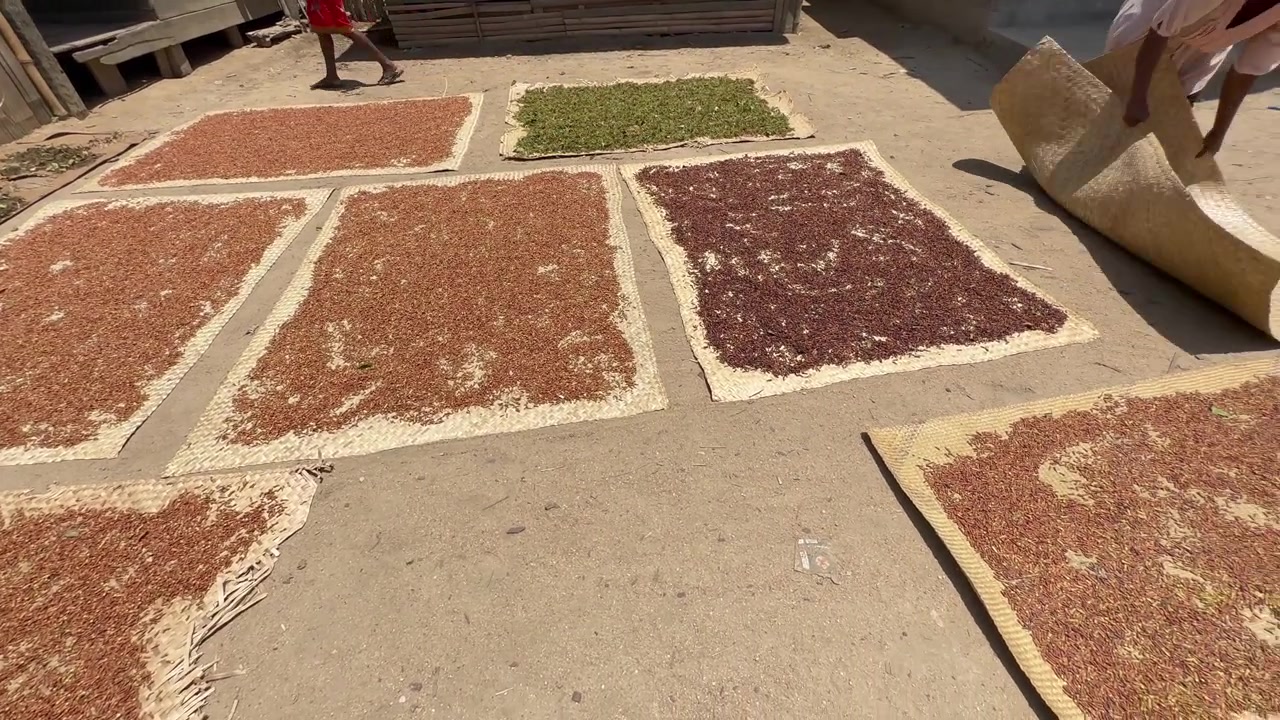 The cloves are drying on braided mats between the houses in Ambinanitelo, Madagascar.