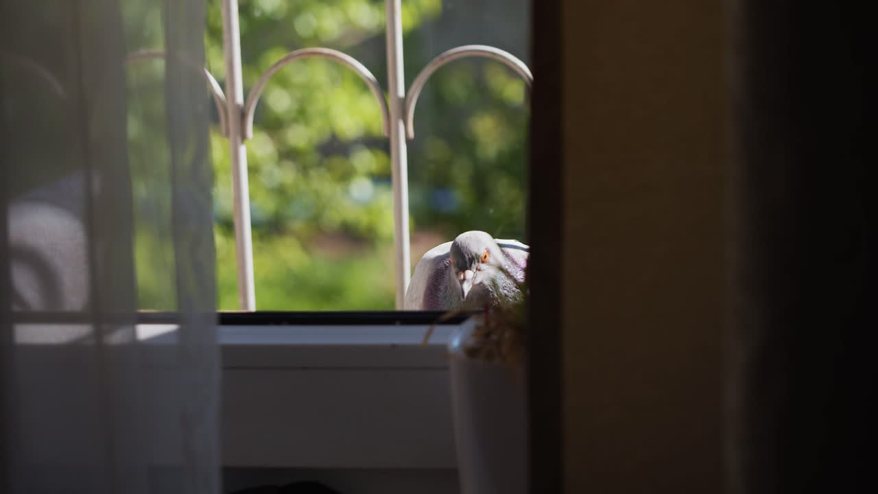 One dove drives away another gray-winged pigeon Look through a window. Orange eyes