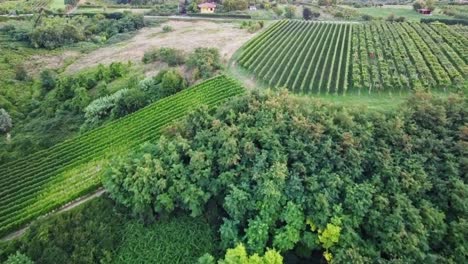 drone passes over some vineyards in italy 50 fps