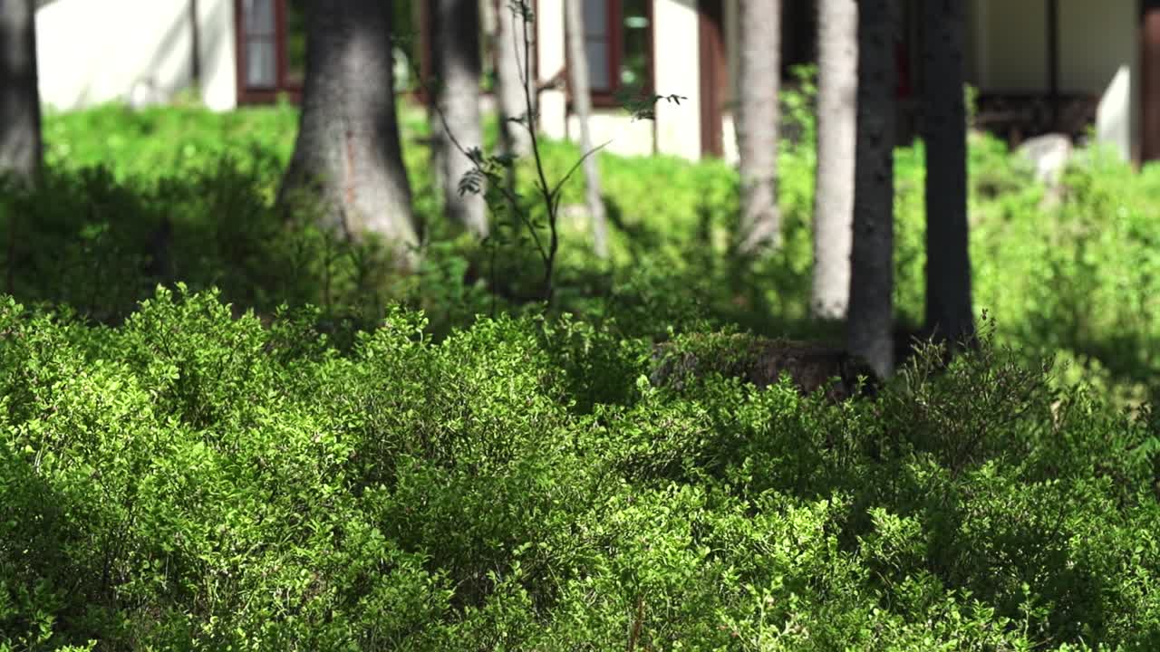 Foresta con arbusti e alberi, sfondo sfocato, al rallentatore