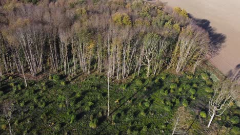 a treeline showing deforestation in 4k by a drone dolly left
