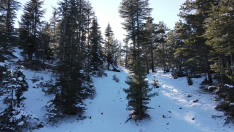 Winterwald-Drohnenansicht