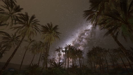 palm trees under the milky way