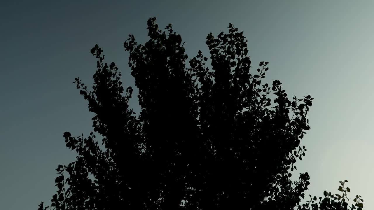 Tree silhouette formed at sunset. Sunset and trees.