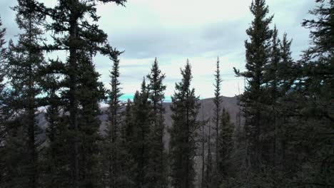 Drone-shot-out-of-the-forest-revealing-a-wide-open-valley-with-mountains