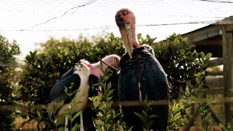 massive marabou storks grooming themselves, close up view