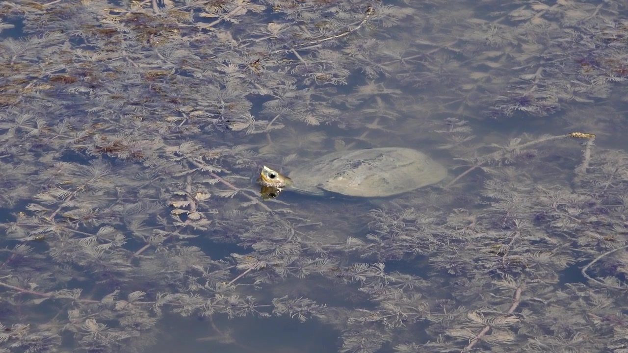 A Turtle Swimming in a Shallow Pond