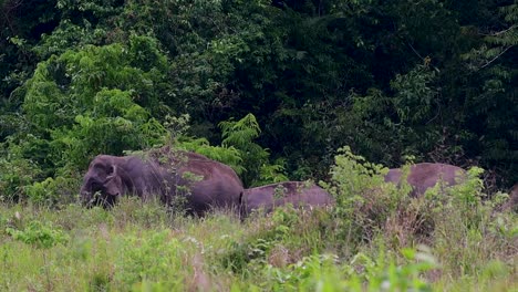 the asiatic elephants are endangered species and they are also residents of thailand