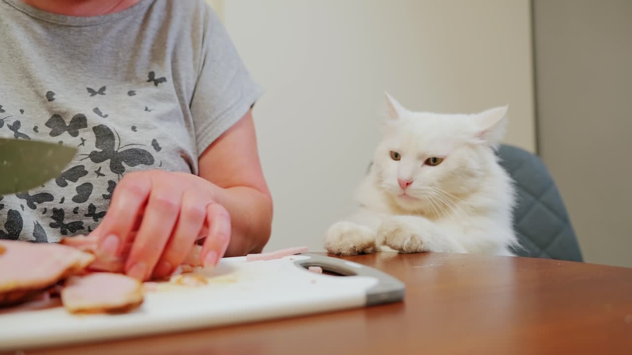 Fluffy cat licks lips and sneaks paw to grab sliced ham, slow motion shot Latvia