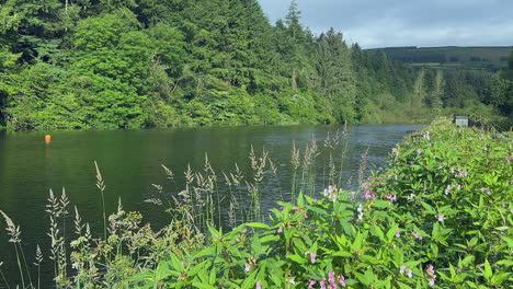 Vibrant-green-riparian-foliage-on-banks-of-slow-moving-peaceful-river