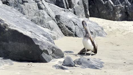 Pelikan-Mit-Gebrochenem-Flügel-Während-Des-Ausbruchs-Der-Vogelgrippe