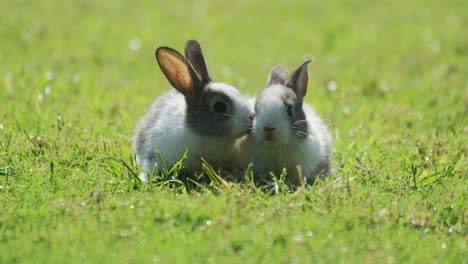 group of healthy lovely baby bunny easter rabbits on nature background