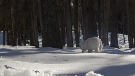 Weißer-Schweizer-Schäferhund-Geht-Im-Verschneiten-Wald-Auf-Die-Kamera-Zu