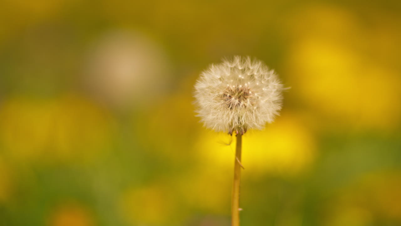 Dandelion seedhead in meadow, 4K