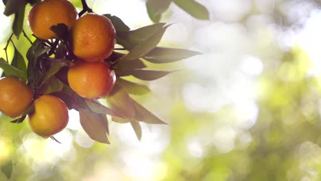 the fruits of the tangerine tree after rain and in the sun. copy space