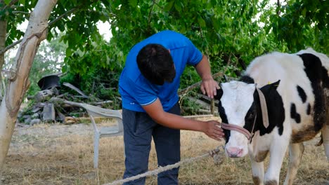 Granjero-Amante-De-Las-Novillas-En-La-Agricultura