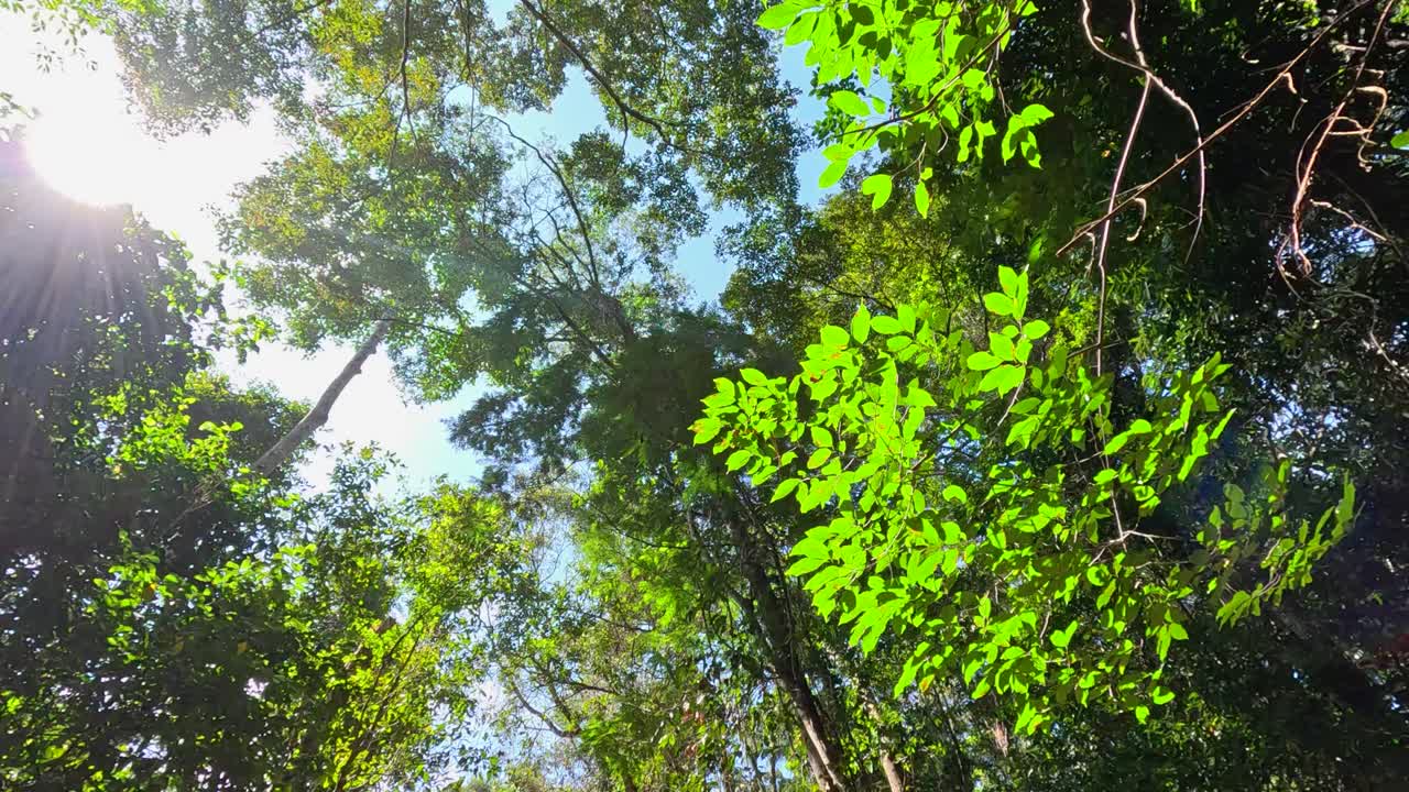 Sunlight beams through lush rainforest foliage