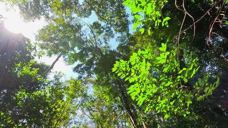 sunlight beams through lush rainforest foliage