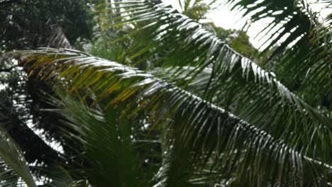 Grandes-Hojas-De-Palmera-Soplan-En-El-Viento-Durante-Una-Tormenta-De-Lluvia-Ligera-En-La-Jungla-De-Hawaii