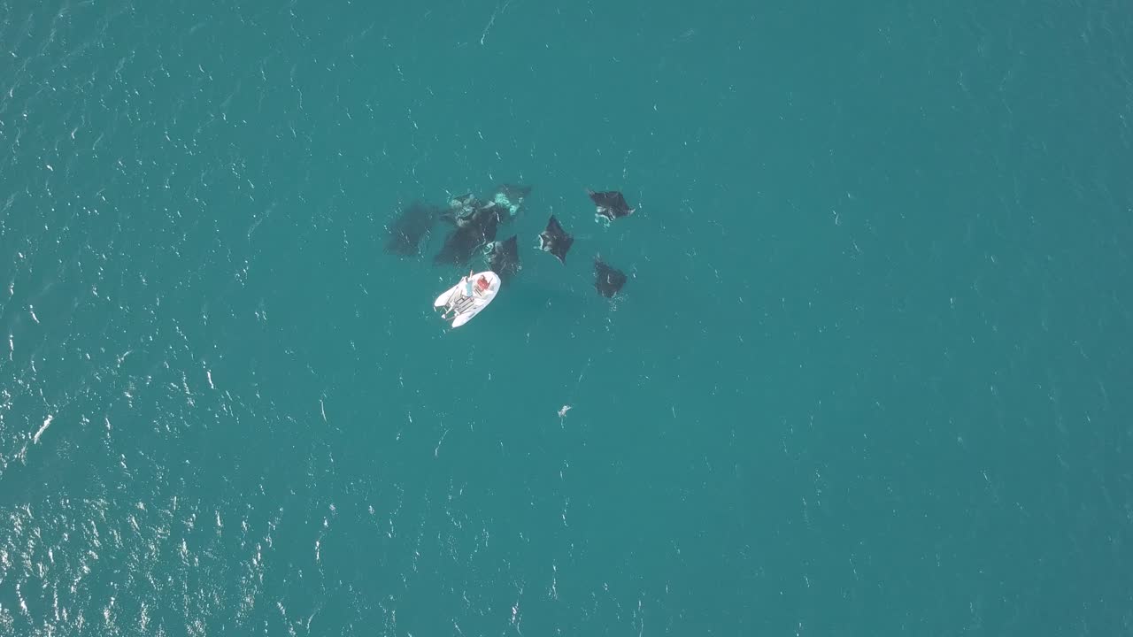 피지 에 있는 그레이트 아스토라베 리프 에서 드론 으로 촬영 된 망타 레이 의 수많은 사냥
