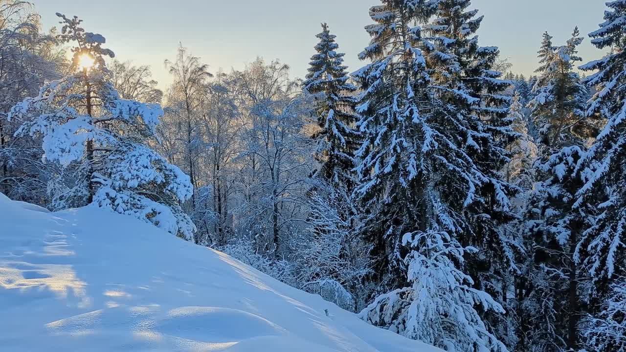 Magisk vinterlig skogslandskap med varmt motlys og snødekte trær