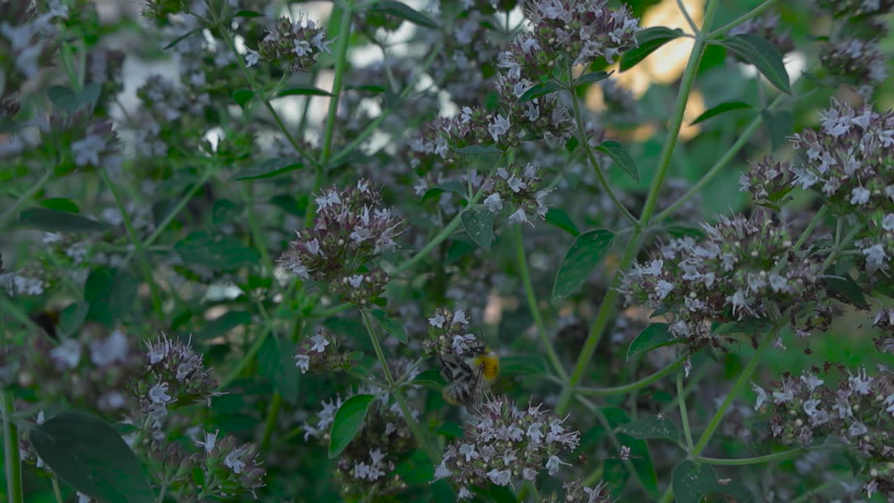 un metraje en movimiento lento de una abeja aterrizando en una flor y pasando a las siguientes flores, otras abejas volando y moviéndose en el fondo con la cálida luz del verano en 4k