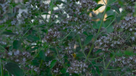 A-slowly-moving-footage-of-a-bee-landing-on-a-blossom-and-passing-onto-next-flowers,-other-bees-flying-and-moving-around-in-the-background-with-warm-light-of-summer-in-4K