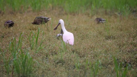 la espátula rosada rosy se enfada cuando una garceta pasa volando junto a ellos