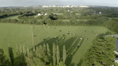 aerial view flying above herb of cows livestock grazing in rural countryside farmland rural scene close to city