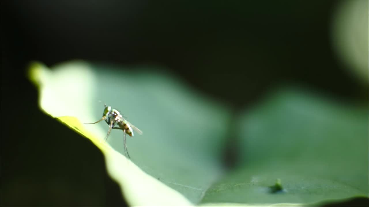 volar videos de alta definición