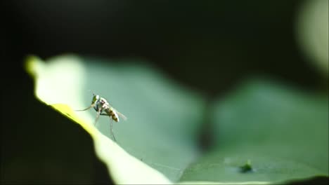 volar videos de alta definición