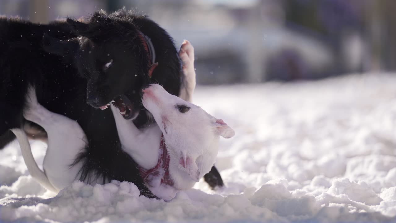 Zwei schwarz-weiße Welpen spielen fröhlich im Schnee