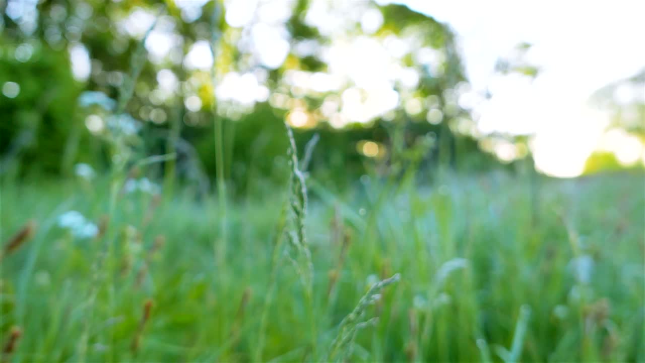 4K .Morning meadow with  green grass  and dew. Steady shot, animal view.