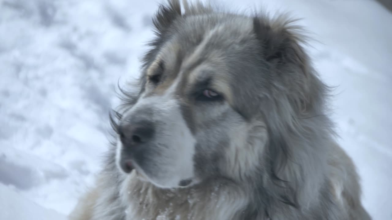 가난한 개는 겨울에 2