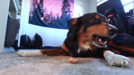 australian shepherd puppy eating a treat in slow motion 4k