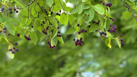 Dunkelrote-Beeren-An-Einem-Baum,-Die-Sanft-Im-Wind-Wehen