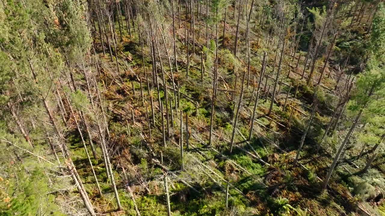 サイクロンで損傷を受けた松の木の上の空から見た景色