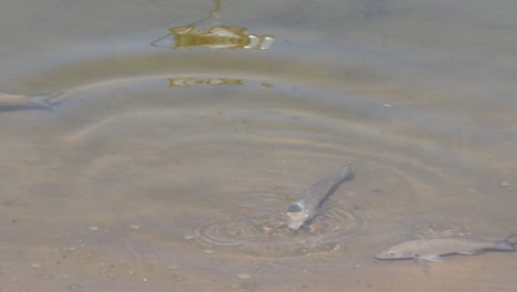 fish swimming and interacting in shallow water