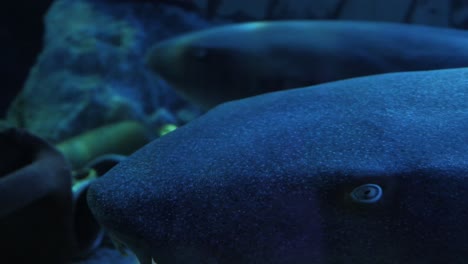 underwater tunnel with fishes and sharks swimming