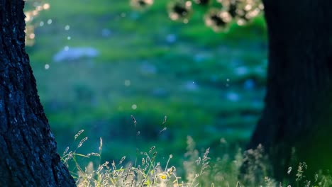 magical scenery in the forest with flies and pollen leaves being illuminated by sunrays 400m close up slow-motion