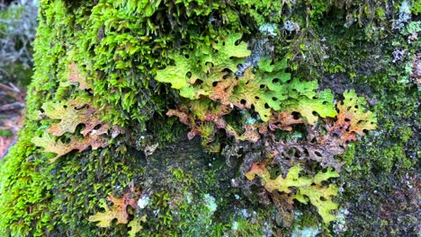 beautiful special bright green moss growing on a rock in a forest in marbella malaga, nature in spain, 4k shot