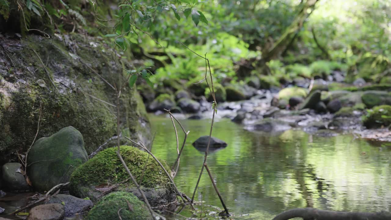 나와 강과 일본 돗토리 숲, 다이센 국립 공원